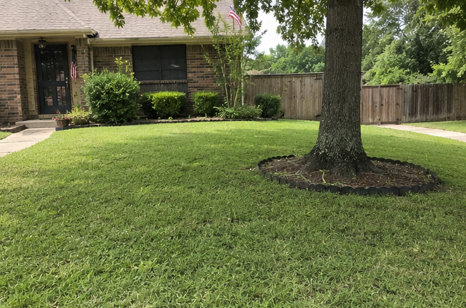 Tree Trimming